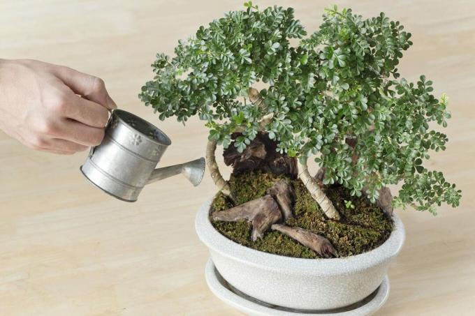 Siram bonsai dengan kaleng penyiram kecil