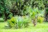 Fertilizing hemp palm: timing & procedure