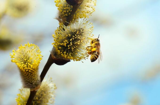 Pszczoła na wierzbie zbiera pyłek