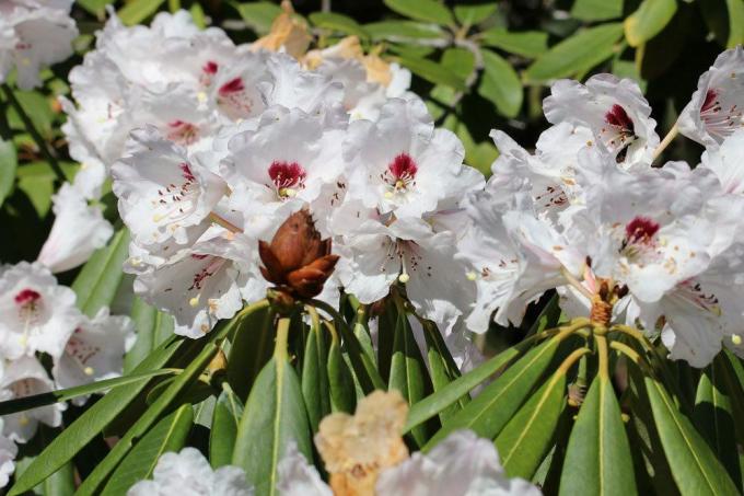 Morts de bourgeons sur le rhododendron