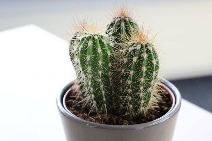 Rozmnožujte kaktusy odrezkami