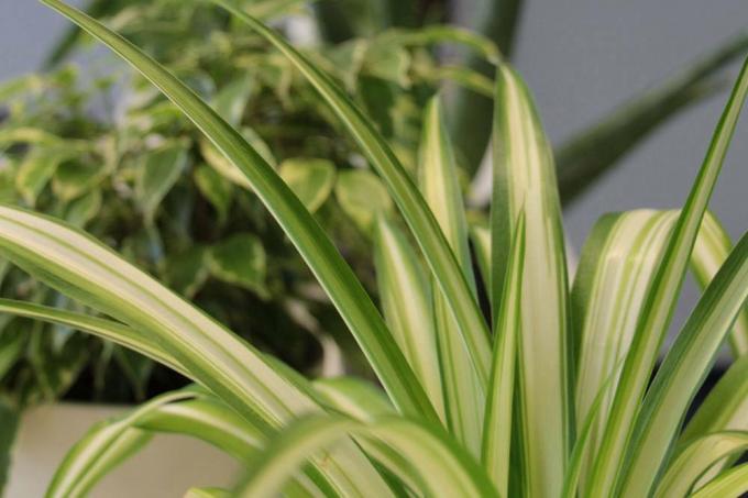 Office plants for a better indoor climate