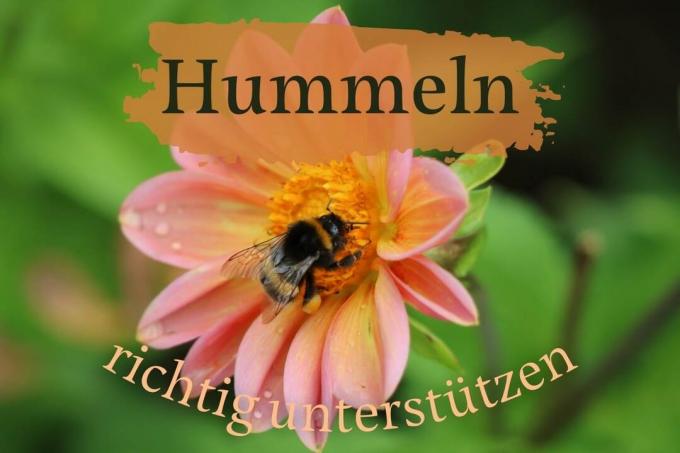 Υποστήριξη bumblebees - τίτλος