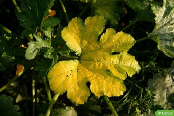 Titolo di foglie gialle di zucchine
