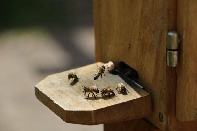 En principe, les abeilles ne représentent pas une menace pour l'homme.