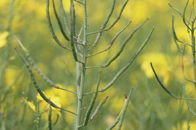 Rapeseed pods with seeds