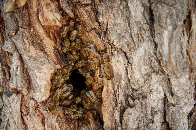 начальная стадия пчелиного гнезда