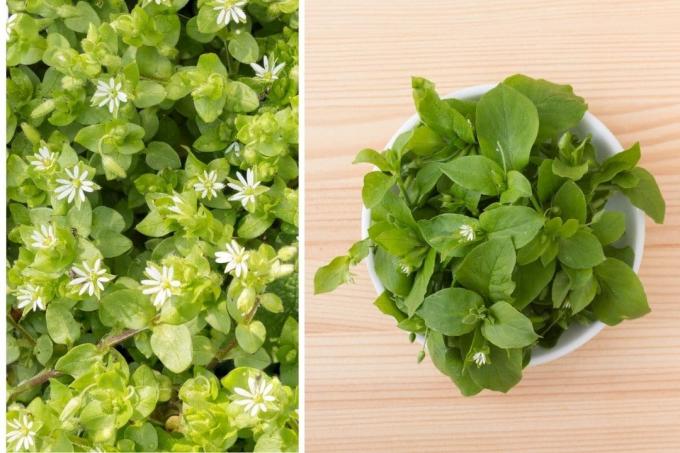 Vegetables with V: chickweed
