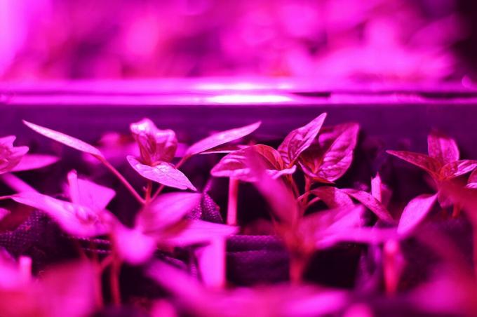 Jeunes plants sous lumière artificielle