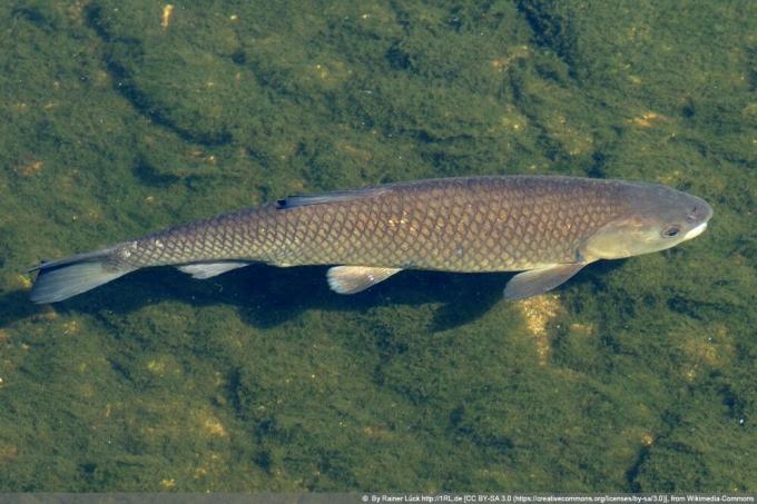 ปลาคาร์พหญ้า - Ctenopharyngodon idella