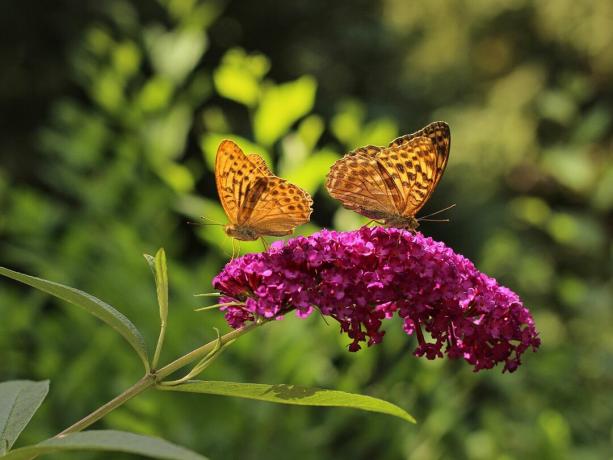 Buddleia avec fleur et papillons