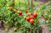 Сорт томатов Hoffmanns Rentita: вкус, выращивание и уход