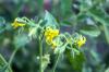 Golden Currant: A portrait of the wild tomato