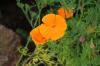 California Poppy, Eschscholzia californica: Pleieinstruksjoner