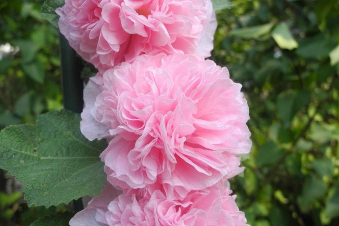 डबल गुलाबी होलीहॉक फूल