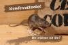 Reconnaître les crottes de rat brun: voici à quoi elles ressemblent