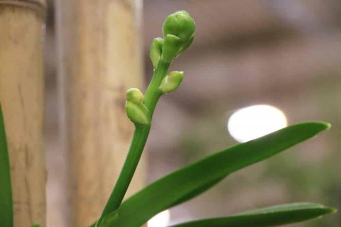 Orchidaceae - Orchid Oncidium