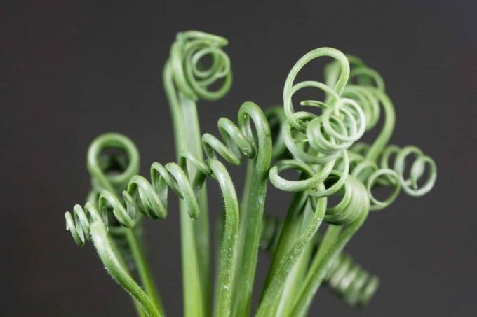 Albuca spiralis cv. " Frissling"