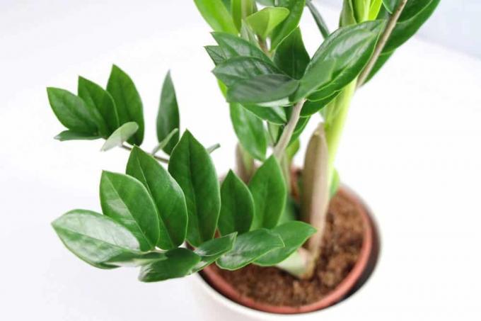 Is the Zamioculcas poisonous?