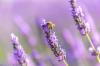 ფუტკრის შესაფერისი თესლი: ფუტკრების მხარდაჭერა