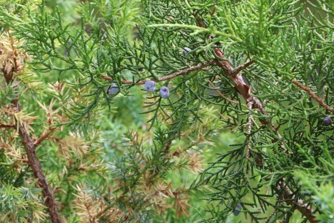 Συριακός άρκευθος, Juniperus drupacea