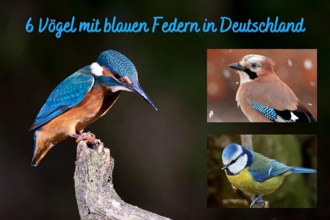 Bird blue feathers