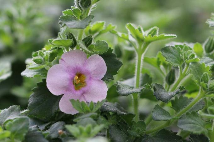 Plante pour paniers suspendus: Fleur de flocon de neige (Chaenostoma cordatum)