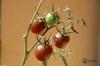 Black cherry tomato: cultivation and care of the cocktail tomato