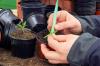 Jardiner en avril: toutes les tâches en un coup d'œil