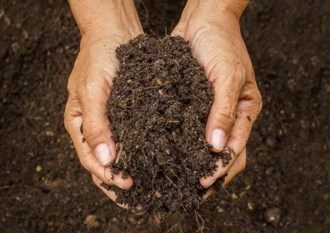 Руки держат свежую садовую почву