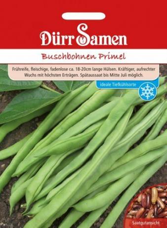 BushBeans - Primrose dari Dürr-Samen