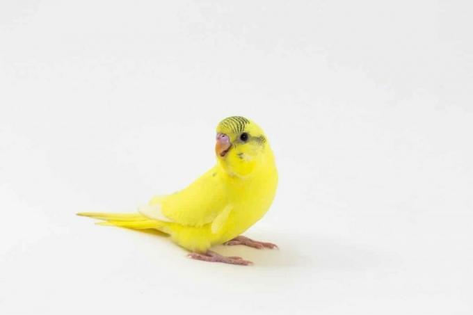 желтый волнистый попугайчик