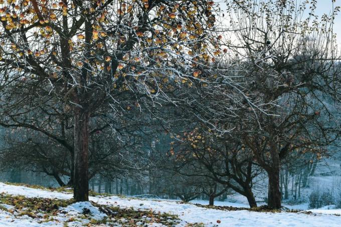 冬の「クロンプリンツルドルフ」リンゴの木