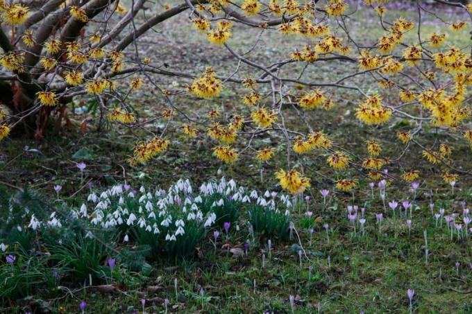 Witch hazel with snowdrops and crocuses