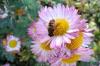 Идеалното растение за благоприятна за пчелите градина