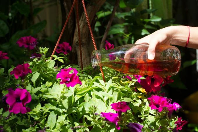 Blomster vannes med en glassflaske