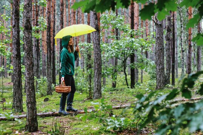 Cueilleur de champignons avec parapluie dans la forêt