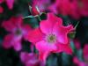 Ružové ruže: Najkrajšie odrody v ružovej a ružovej farbe