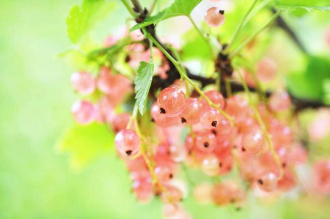 Pink currants on the branch