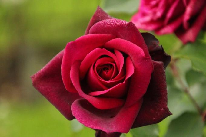 Троянда графиня Діана