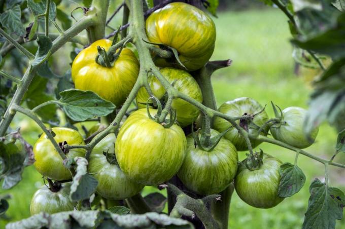 Variedade de tomate Zebra verde