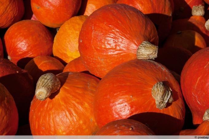 Harvested hokkaido pumpkins