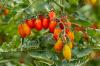Tomaatti "Datterino": Taatelimomaatti pystykuvassa
