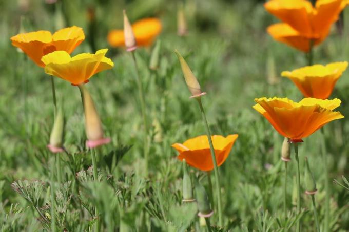 ดอกป๊อปปี้สีทอง (Eschscholzia californica) ดอกไม้ฤดูร้อน