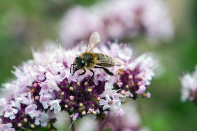 Пчела върху цвят от риган