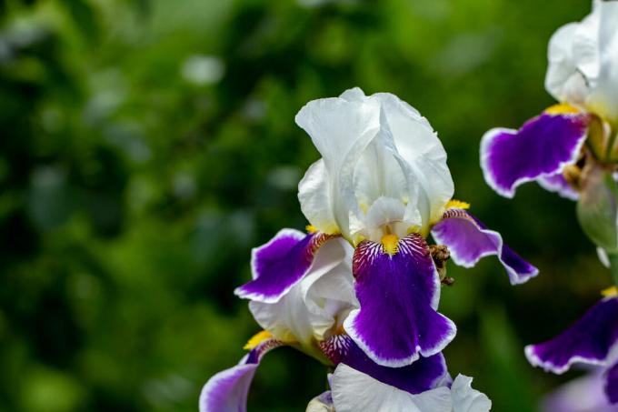 white-purple iris plants