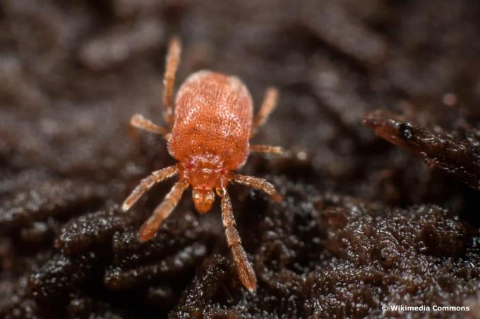 Red mite on the potting soil