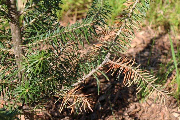 spruce dryness
