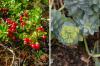 Sadnja grobova zimi za laku njegu: 22 ideje i biljke