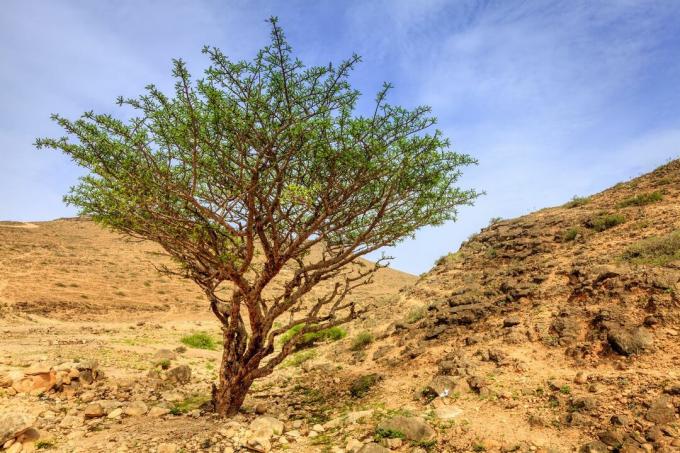 Copac de tămâie în deșert